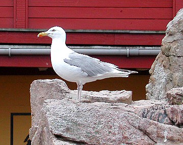 Herring Gull (European) - ML65172611