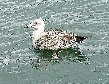 Herring Gull (European) - ML65172621