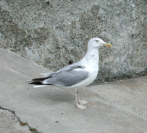 Herring Gull (European) - ML65172631