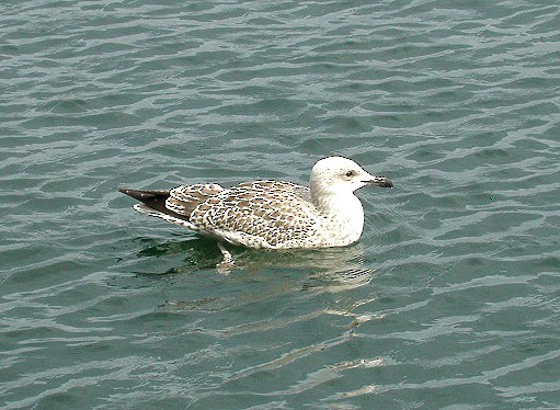 Herring Gull (European) - ML65172641