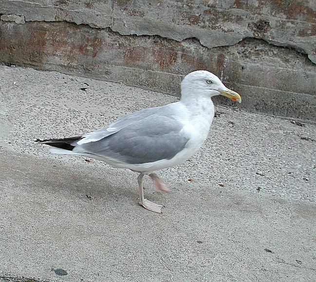 Herring Gull (European) - ML65172661