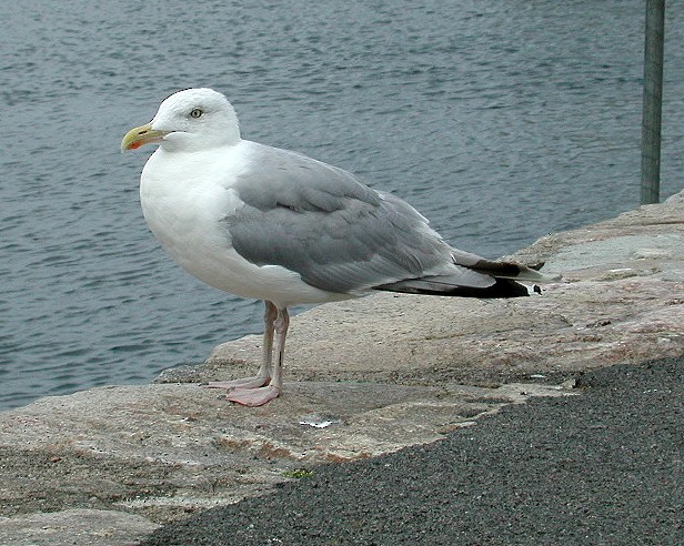 Herring Gull (European) - ML65172691
