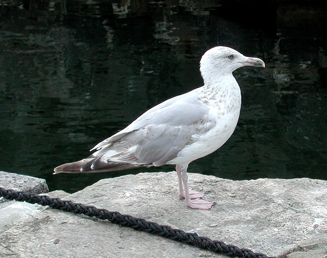 Herring Gull (European) - ML65172701