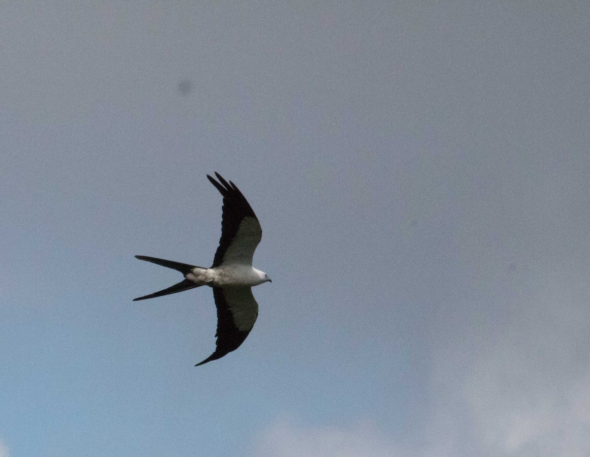 Swallow-tailed Kite - Braden Collard