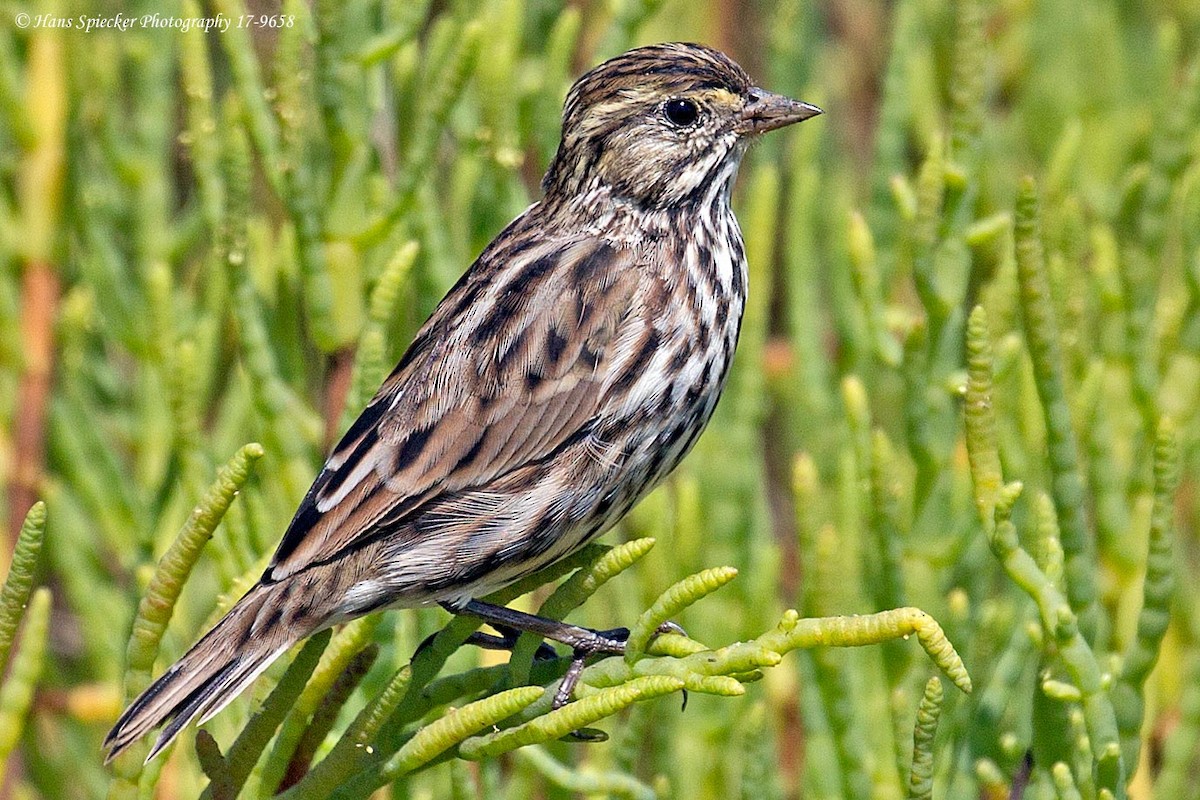 Savannah Sparrow (Belding's) - Hans Spiecker