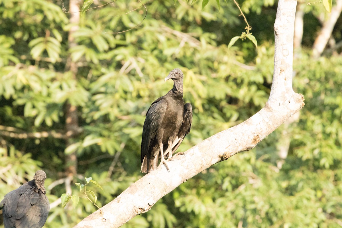 Black Vulture - Braden Collard