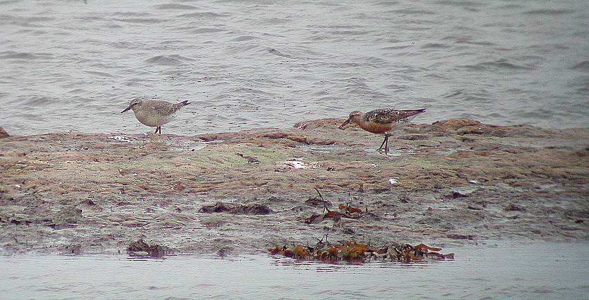 Red Knot - ML65174481