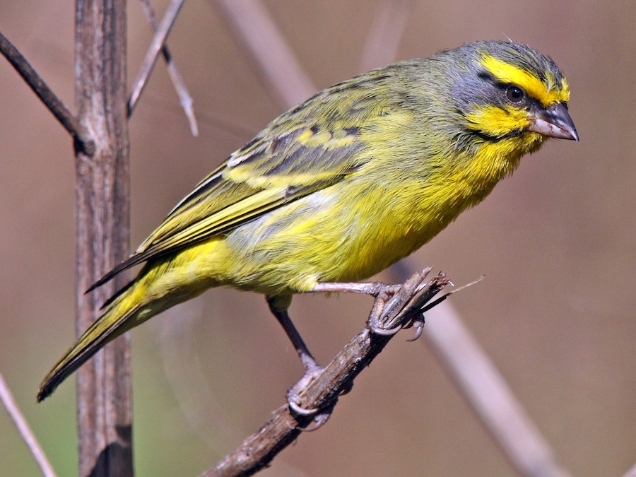 Yellow-fronted Canary