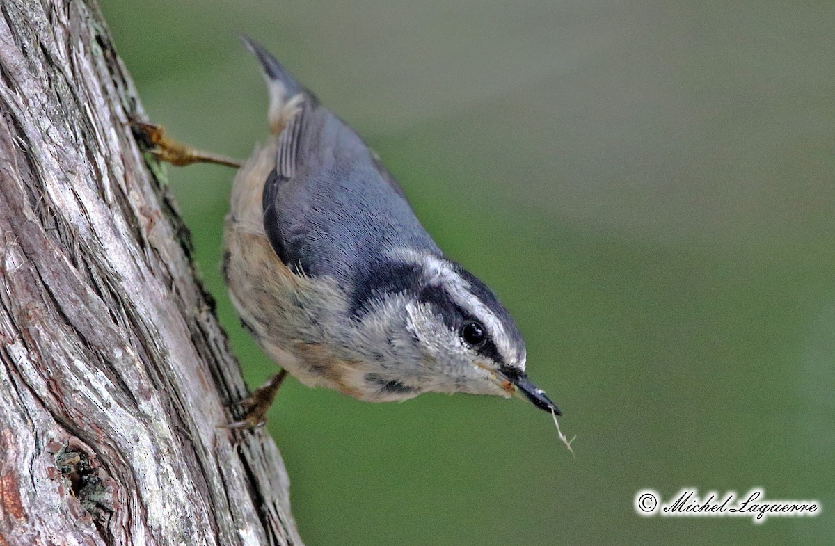 Red-breasted Nuthatch - ML65175581