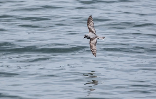 Fork-tailed Storm-Petrel - ML65175881