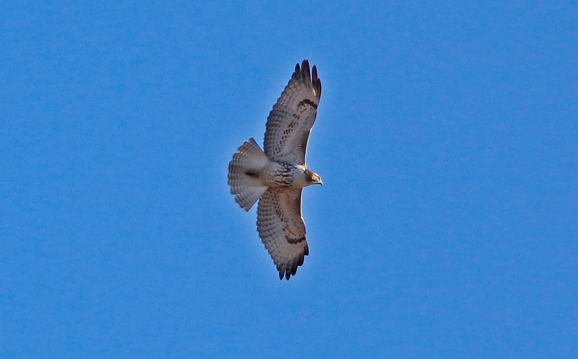 Red-tailed Hawk - ML65176181