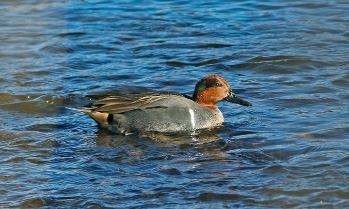 Green-winged Teal - ML65176231