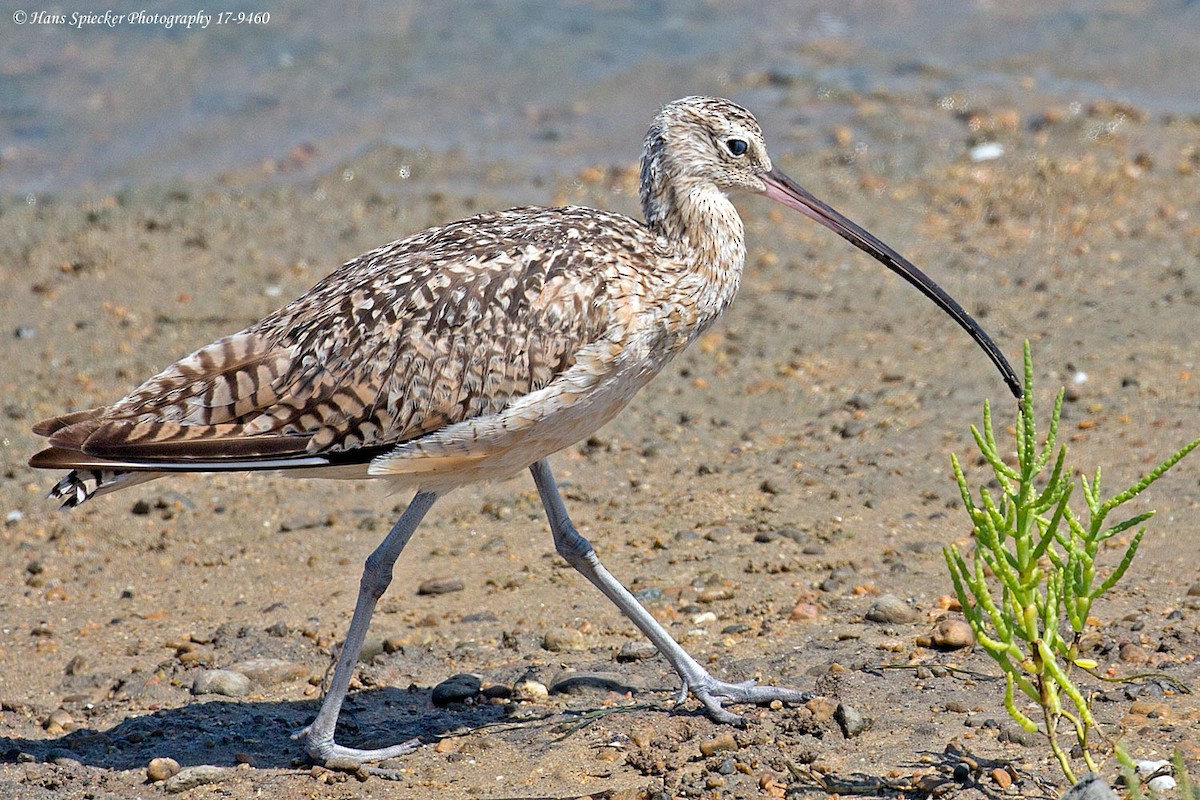 Long-billed Curlew - ML65176431