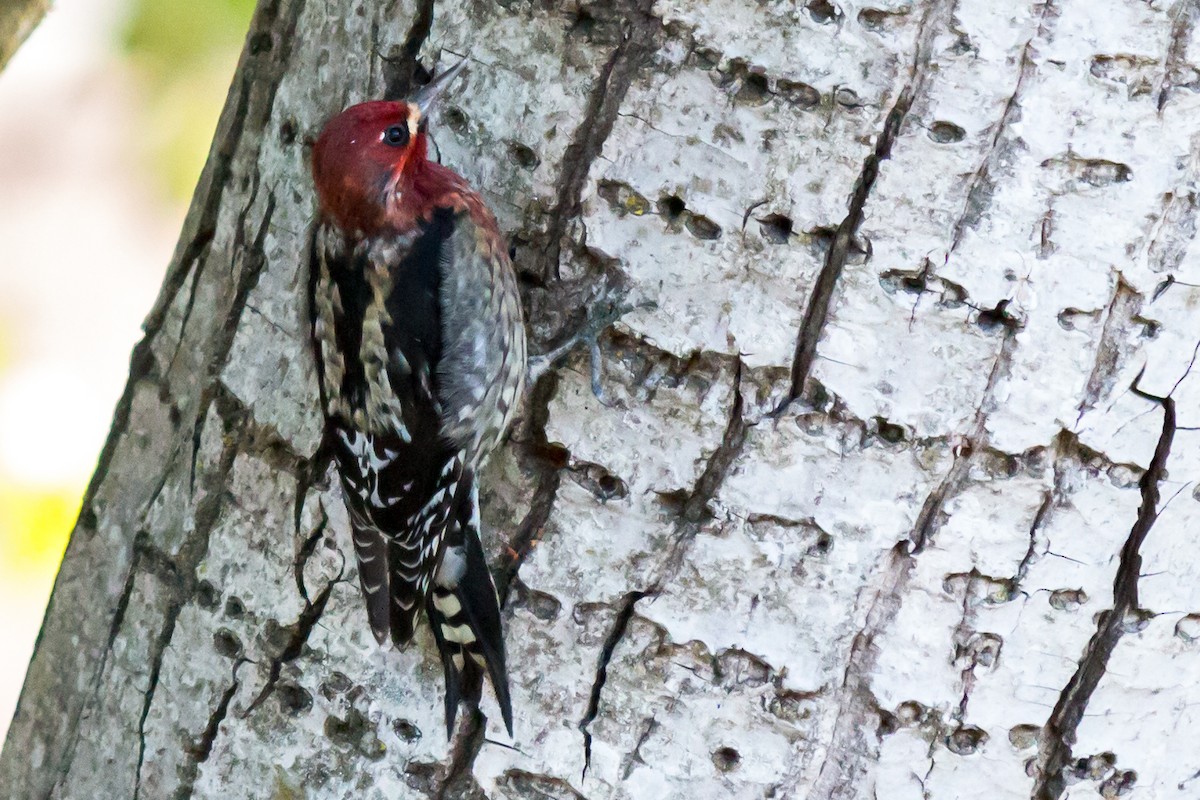 Red-breasted Sapsucker - Carole Rose