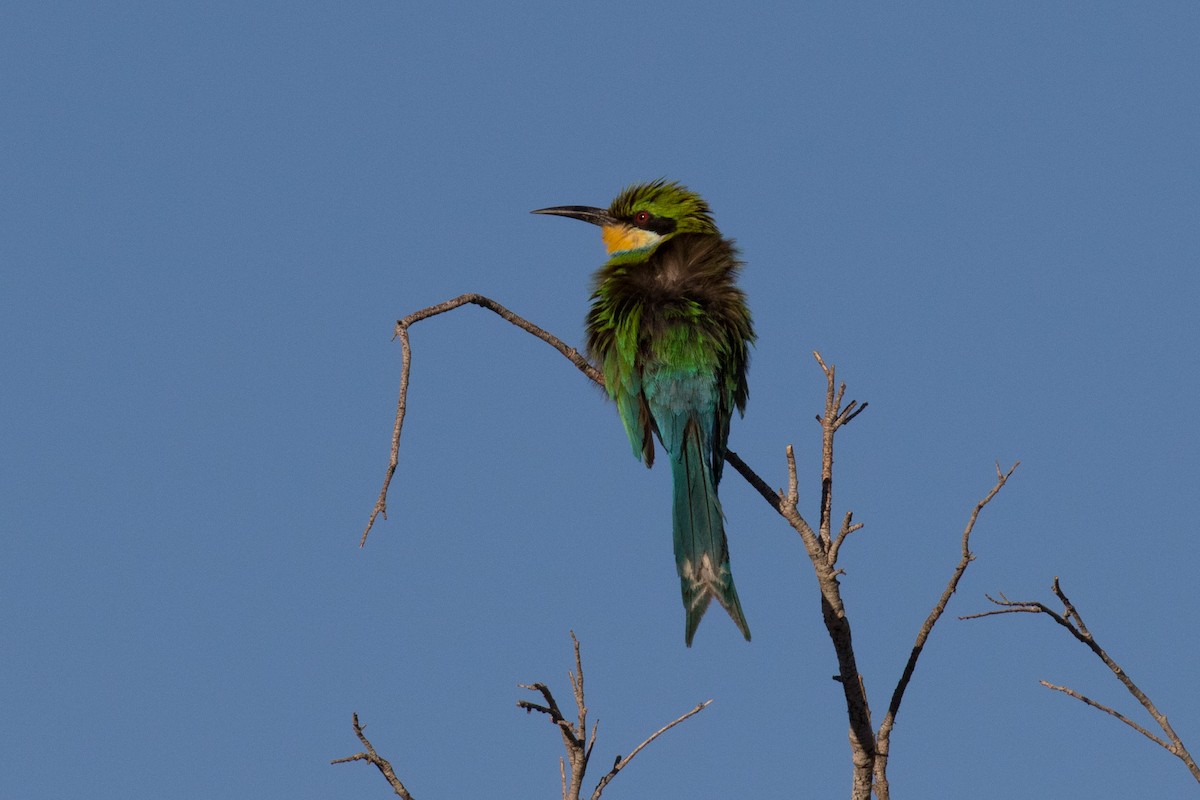 Swallow-tailed Bee-eater - Josh Engel