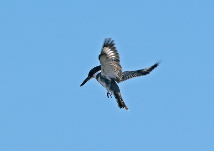 Belted Kingfisher - ML65177191