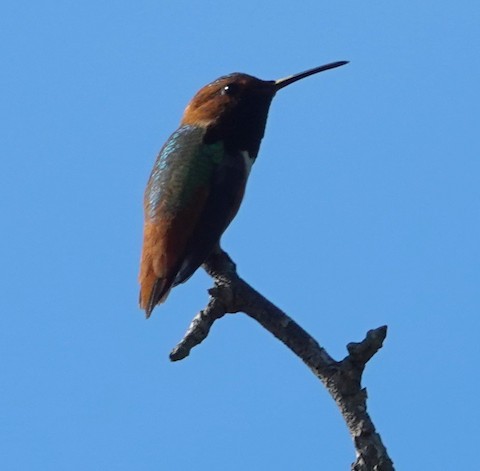 Allen's Hummingbird - Brian Bleecker