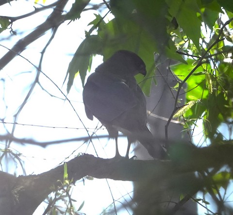 Cooper's Hawk - Brian Bleecker