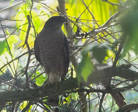 Cooper's Hawk - Brian Bleecker