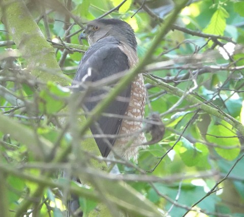 Cooper's Hawk - Brian Bleecker