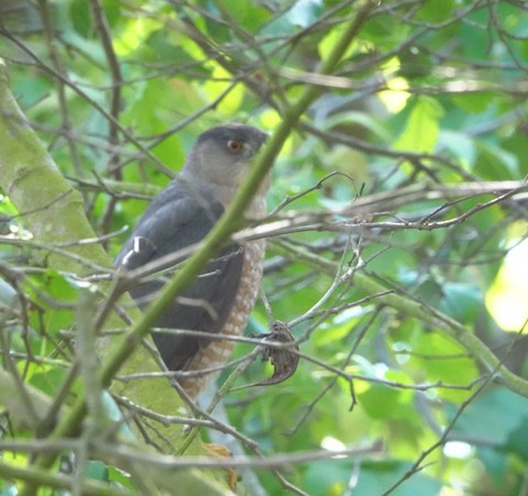 Cooper's Hawk - Brian Bleecker