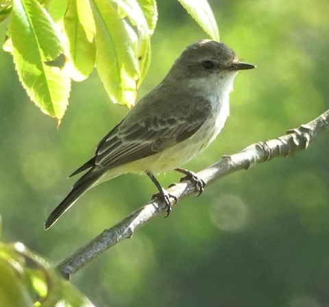 Vermilion Flycatcher - Brian Bleecker
