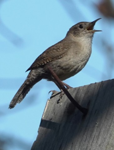 Northern House Wren - Brian Bleecker