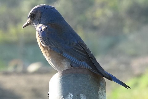 Western Bluebird - Brian Bleecker