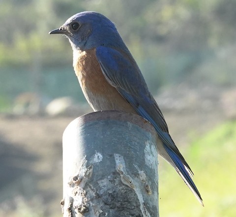 Western Bluebird - Brian Bleecker