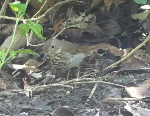 Hermit Thrush - Brian Bleecker