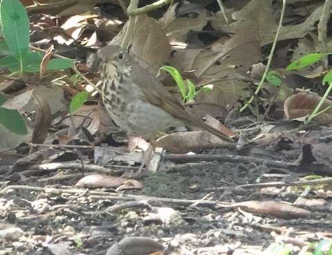 Hermit Thrush - Brian Bleecker