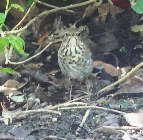 Hermit Thrush - Brian Bleecker