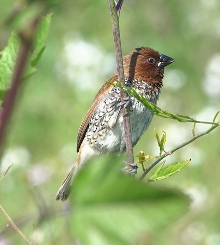 Scaly-breasted Munia - Brian Bleecker