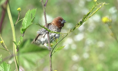 Scaly-breasted Munia - Brian Bleecker