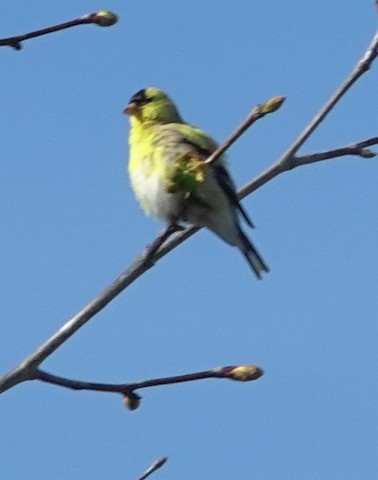 American Goldfinch - Brian Bleecker
