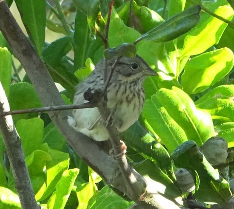 Lincoln's Sparrow - Brian Bleecker