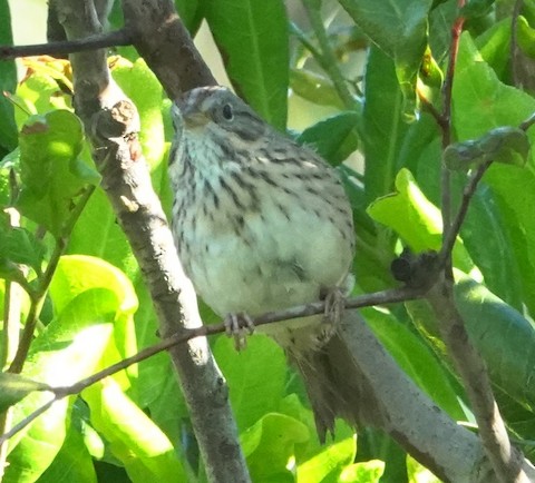 Lincoln's Sparrow - Brian Bleecker