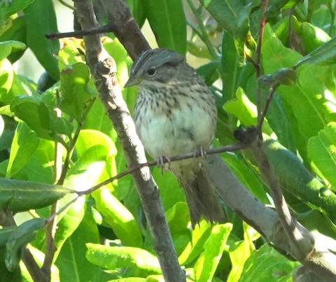 Lincoln's Sparrow - Brian Bleecker