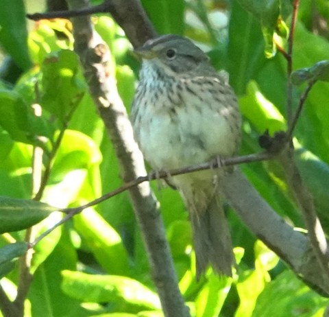Lincoln's Sparrow - Brian Bleecker