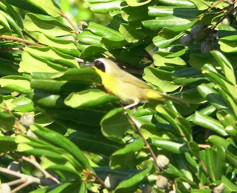 Common Yellowthroat - Brian Bleecker
