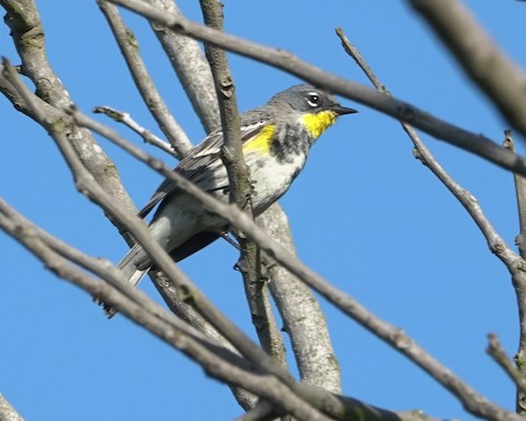 Yellow-rumped Warbler - Brian Bleecker