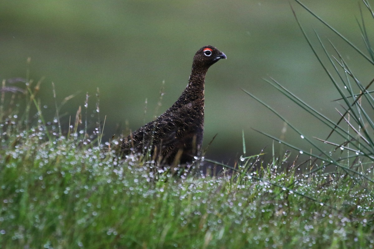 Willow Ptarmigan (Red Grouse) - Scott Sneed