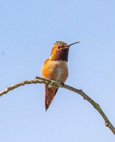 Allen's Hummingbird - TG Fannon