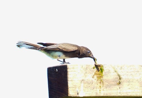 Black Phoebe - TG Fannon