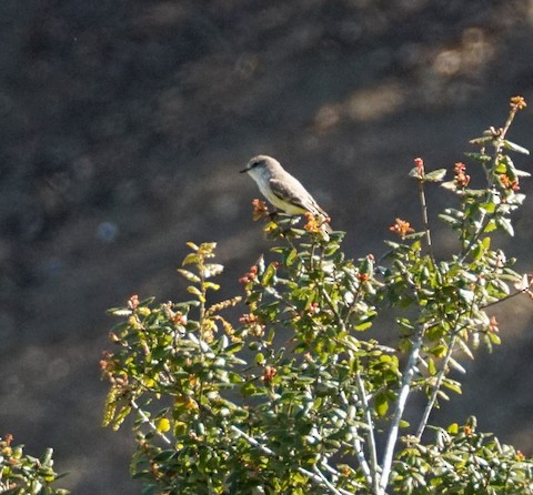 Vermilion Flycatcher - TG Fannon