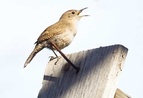 Northern House Wren - TG Fannon