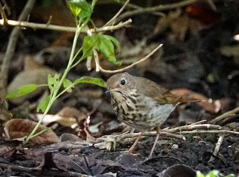 Hermit Thrush - TG Fannon