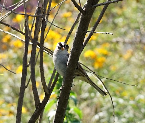 White-crowned Sparrow - TG Fannon