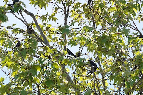 Brewer's Blackbird - TG Fannon