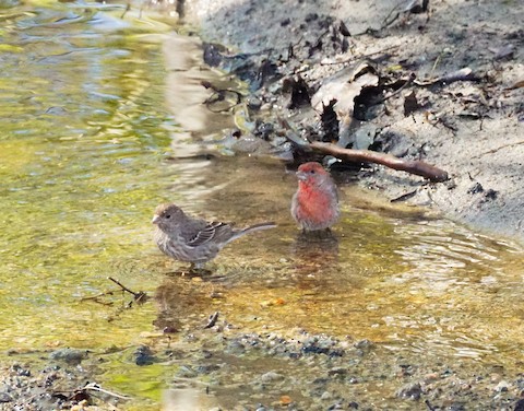 House Finch - TG Fannon